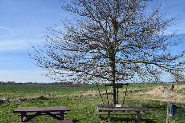 In der flachen Landschaft stehen zwei Parkbänke und Tische für eine Rast bereit. Der Baum trägt noch keine Blätter im frühen Frühling.