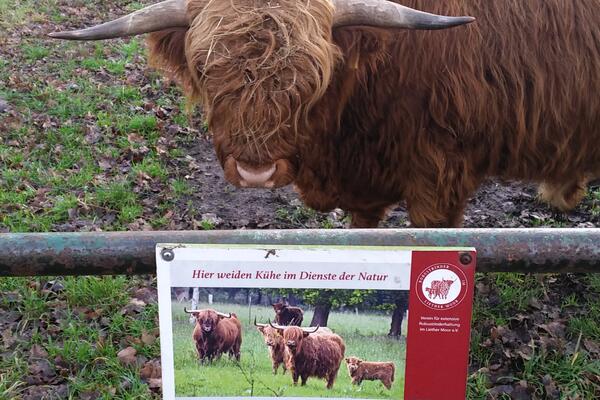 Bild vergr&ouml;&szlig;ern: ein zotteliges Rind mit gro&szlig;en H&ouml;rnern schaut &uuml;ber den Zaun. Hier weiden K&uuml;he im Dienste der Natur steht auf einem Schild.