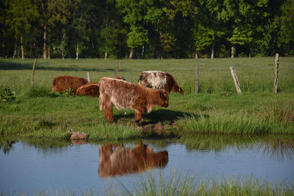 Die braunen, zotteligen Rinder haben eine Wasserkuhle auf der Weide.