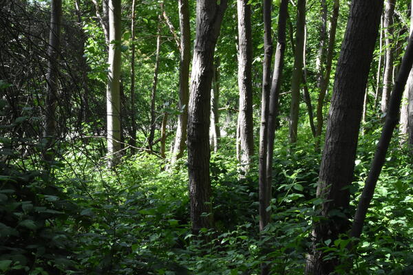 Bäume im bewaldetem Gebiet rund um die Liether Kalkgrube.