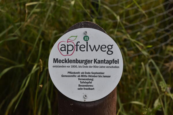 Eine kleine Informationstafel vor dem Apfelbaum gibt Auskunft über die alte Apfelsorte Mecklenburger Kantapfel.