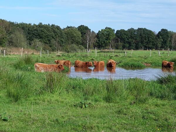 Bild vergr&ouml;&szlig;ern: Die braunen Rinder haben geschwungene H&ouml;rner und genie&szlig;en ein Bad im T&uuml;mpel auf einer Wiese.