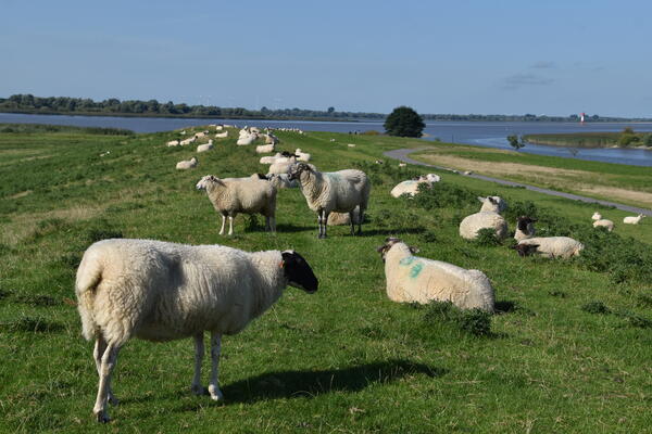 Viele Schafe liegen und stehen auf dem grünen Deich an der Elbe.