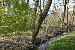 Einblick in ein Biotop im Frühling. Kleiner Bach mit Bäumen, Bodengrün und Laub auf dem Boden.