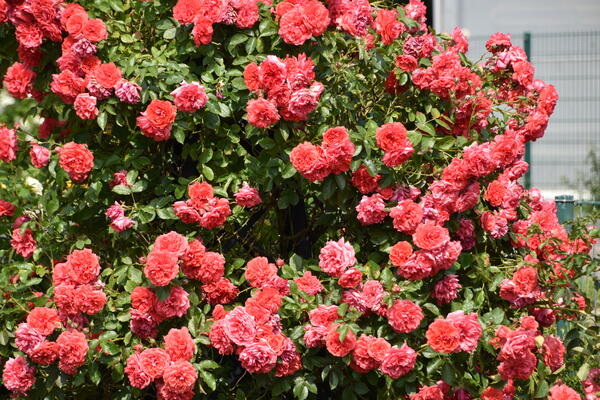 Rosa Rosen blühen in der Rosenzüchter Gärtnerei  Rosen Kordes in Klein Offenseth-Sparrieshoop.