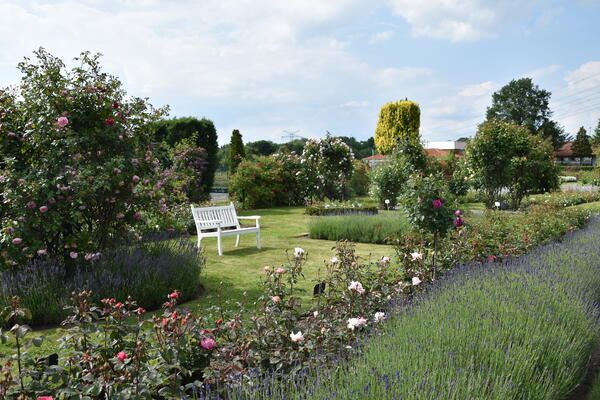 Eine weiße Parkbank steht auf einer Grünfläche zwischen blühenden Rosen in der Rosenzüchter Gärtnerei  Rosen Kordes in Klein Offenseth-Sparrieshoop.