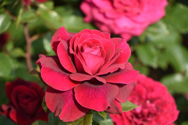Eine Nahaufnahme der Blütenblätter einer roten Rosen in der Rosenzüchter Gärtnerei  Rosen Kordes in Klein Offenseth-Sparrieshoop.