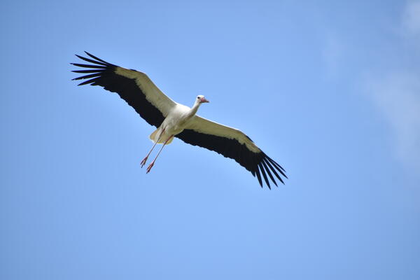 Der große, schwarz-weiße Vogel fliegt elegant am blauen Himmel.