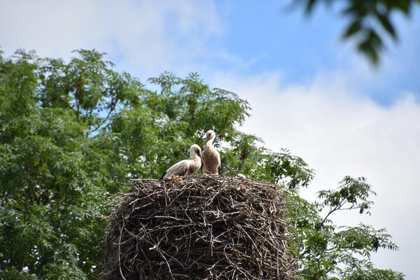 Zwei flauschige Storchenküken stehen in dem großen Nest.