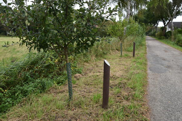Informationstafeln vor den Apfelbäumen geben Auskunft über die neu gepflanzten alten Apfelsorten. Die jungen Bäume tragen um den Stamm einen Schutz.