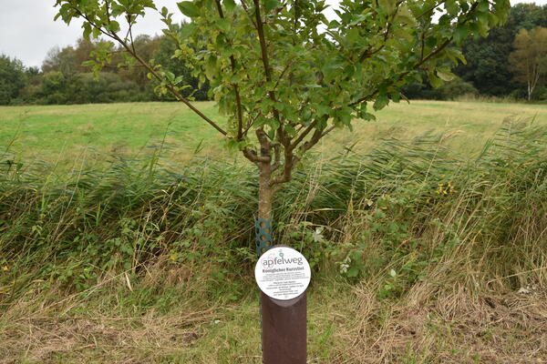 Die Informationstafel vor dem gepflanzten  Apfelbaum gibt Auskunft über die alten Apfelsorte. Diese Sorte trägt den Namen Königlicher Kurzstiel.