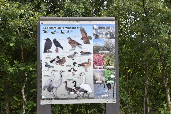 Eine Schautafel informiert über die vielen seltenen, moortypischen Tier- und Pflanzenarten, die sich wieder in der Moorlandschaft angesiedelt haben.