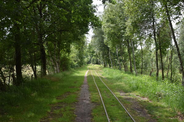 Die alten Gleise der Torfbahn zeigen die Spuren der industriellen Nutzung des ehemaligen Torfabbaus.