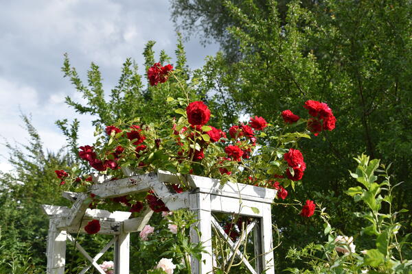 Rote Rosen ranken an einem Rosenbogen in der Kleingartenanlage Heinrich Gadow.