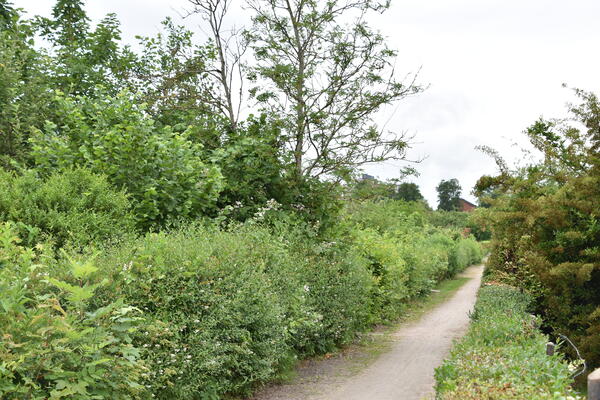 Ein Weg führt durch die Kleingartenanlage Heinrich Gadow. Die grüne Buchsbaumhecke wurde noch nicht geschnitten.