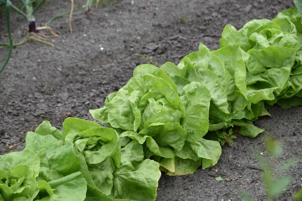 Grüne Salatköpfe wachsen in einem Gemüsebeet im Kleingarten in der Kleingartenanlage Heinrich Gadow.
