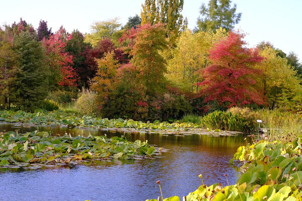 Kleiner See mit verwelkten Lotosblüten, umrandet mit Bäumen, bei denen sich die ersten Herbstfärnungen zeigen.