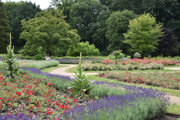 Blumenbeete mit blühenden Rosen, Lavendel und exotischen Pflanzen in der Parkanlage Rosengarten im Liether Gehölz.