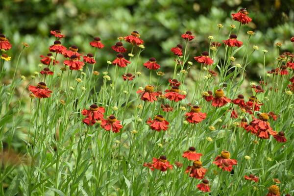 Ein Blumenbeet mit blühenden roten Blumen in der Parkanlage Rosengarten im Liether Gehölz.