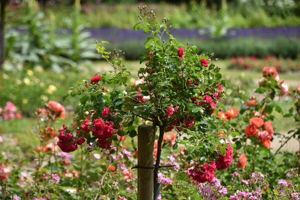 Ein Rosenstämmchen mit blühenden roten Rosen in der Parkanlage Rosengarten im Liether Gehölz.