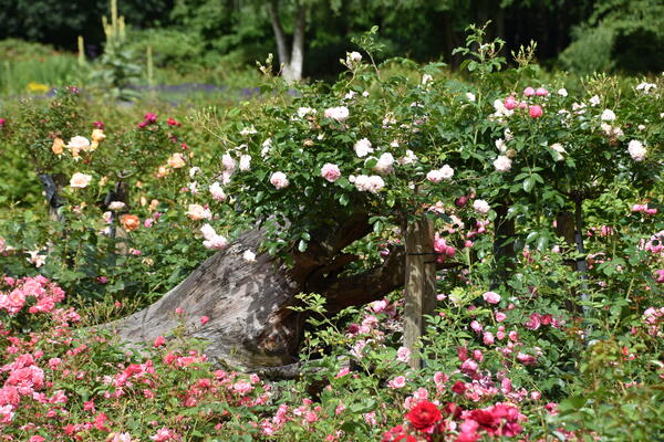 Viele blühende Rosen umrahmen einen Baumstumpf in der Parkanlage Rosengarten im Liether Gehölz.