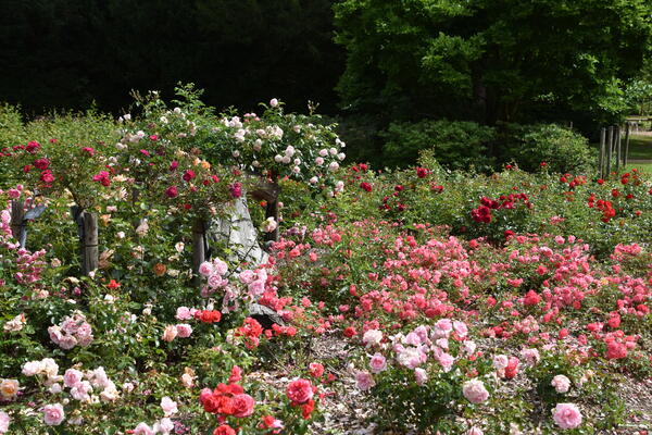 Viele rosa und rote Rosen blühen in der Parkanlage Rosengarten im Liether Gehölz.