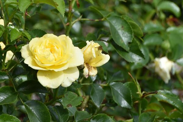 Gelbe Rosen blühen in der Parkanlage Rosengarten im Liether Gehölz.
