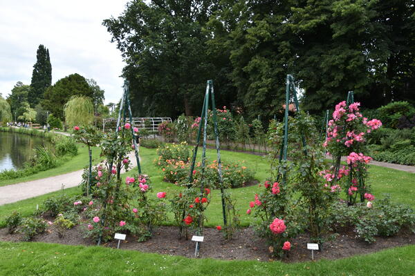 Verschiedene Rosenstöcke wachsen an Kletterhilfen im Rosengarten Rosarium in Uetersen.