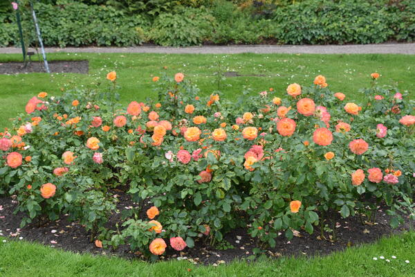 Orange farbene Rosen blühen in einem Beet im  Rosengarten Rosarium in Uetersen.