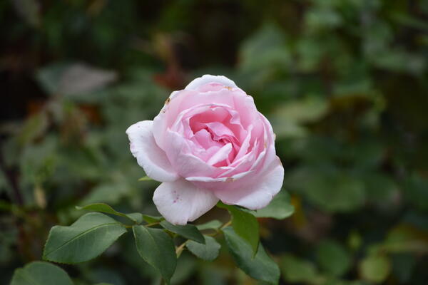 Eine rosa farbene Blüte einer Rose im Rosengarten Rosarium in Uetersen.