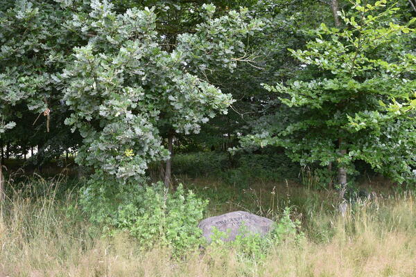 Unter Bäumen liegt ein großer Stein mit der Inschrift Bürgerwald 2016 im Liether Gehölz Wald.