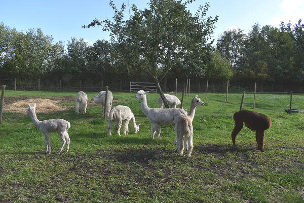 Mehrere Alpakas auf einer Weide beim Hof Wiedwisch.