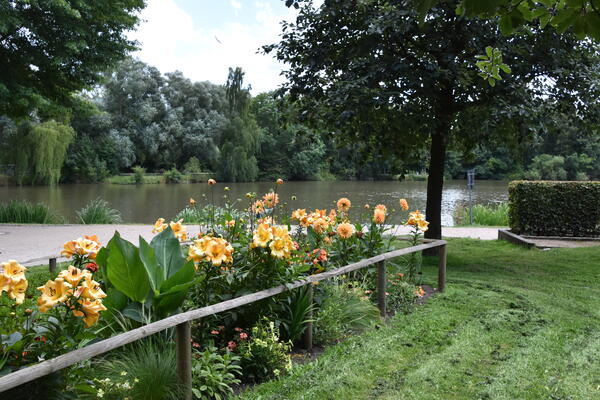 Orange farbenen Dahlien und Lilien wachsen in einem Blumenbeet vor dem See im Steindammpark.