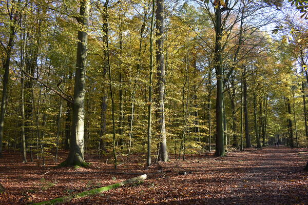 Buntes Herbstlaub an den Bäumen im Forst Rantzau bei Barmstedt. Ein Weg führt durch den Wald.