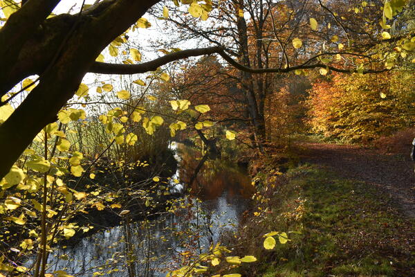 Das bunte Herbstlaub an den Bäumen im Forst Rantzau bei Barmstedt leuchtet in der Sonne. Ein Bach fliesst durch den Wald.