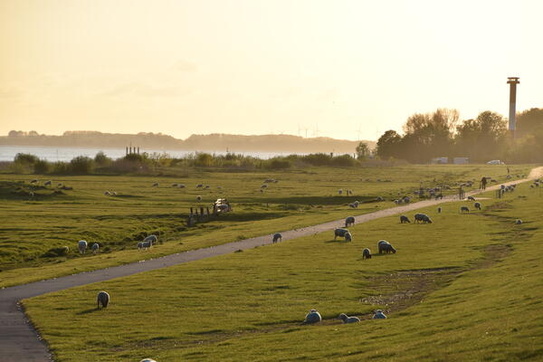 Schafe grasen am Deich in Kollmar. Ein leichter Nebel liegt über der Elbe in der Abendsonne.