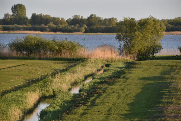 Ein Entwässerungsgraben führt duch die Wiesen und einem Schilfgürtel in die Elbe bei Kollmar. Es ist Herbst.
