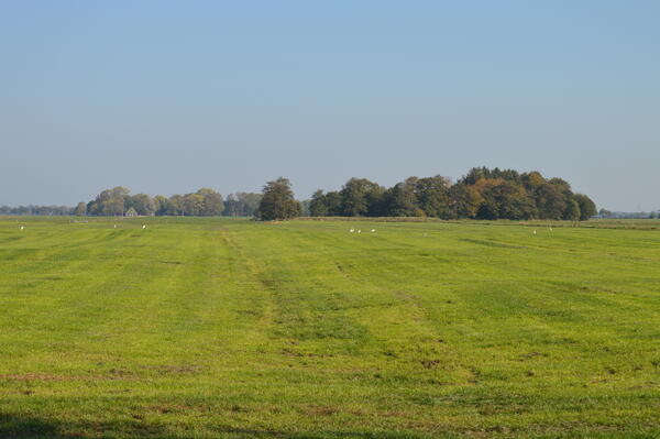 Schafe grasen auf den flachen, grünen Wiesen an der Elbe in Strohdeich bei Kollmar. Es ist Herbst.