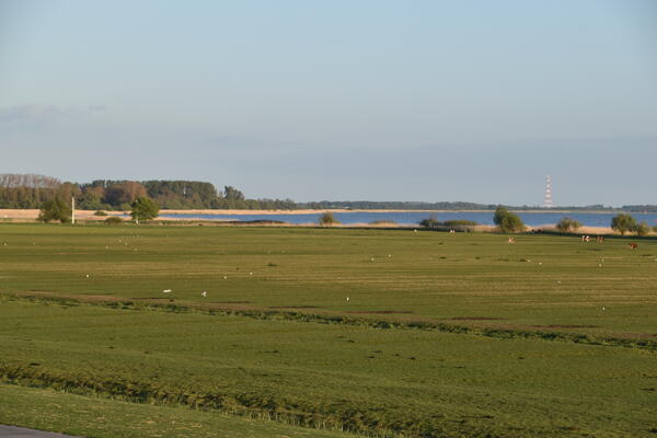 Kühe und Schafe grasen auf den flachen, grünen Wiesen an der Elbe in Kollmar.