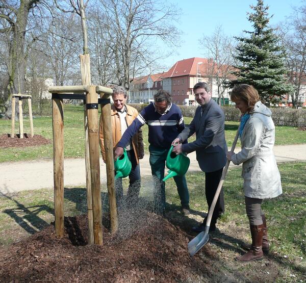 Eine frisch gepflanzte junge Hainbuche wird mit Gie&szlig;kannen gew&auml;ssert.