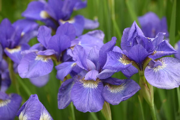 Nahaufnahme der Blüten einer Gruppe von Blumen. Es sind Iris.