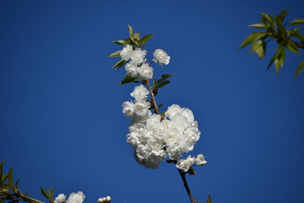 Nahaufnahme der weißen Blüten eines Kirschblütenzweiges  vor blauem Himmel  im Steindammpark.